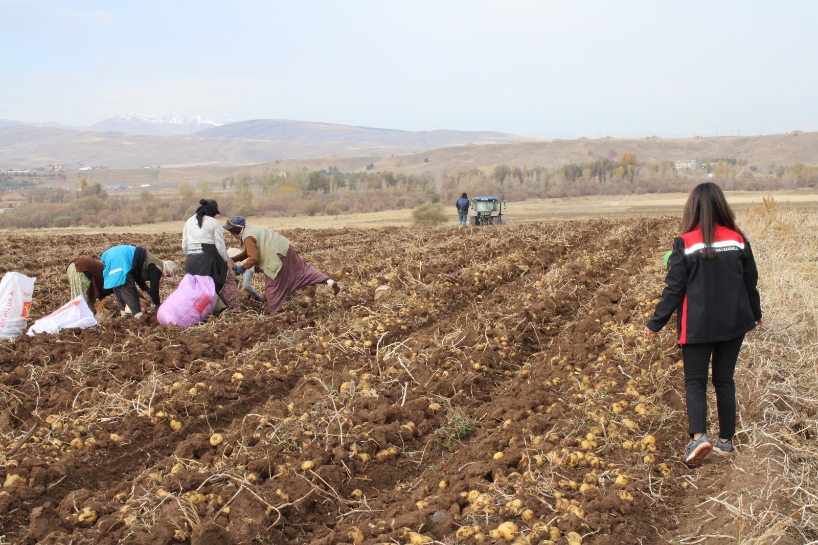 Tercan Patates Hasadı (1)