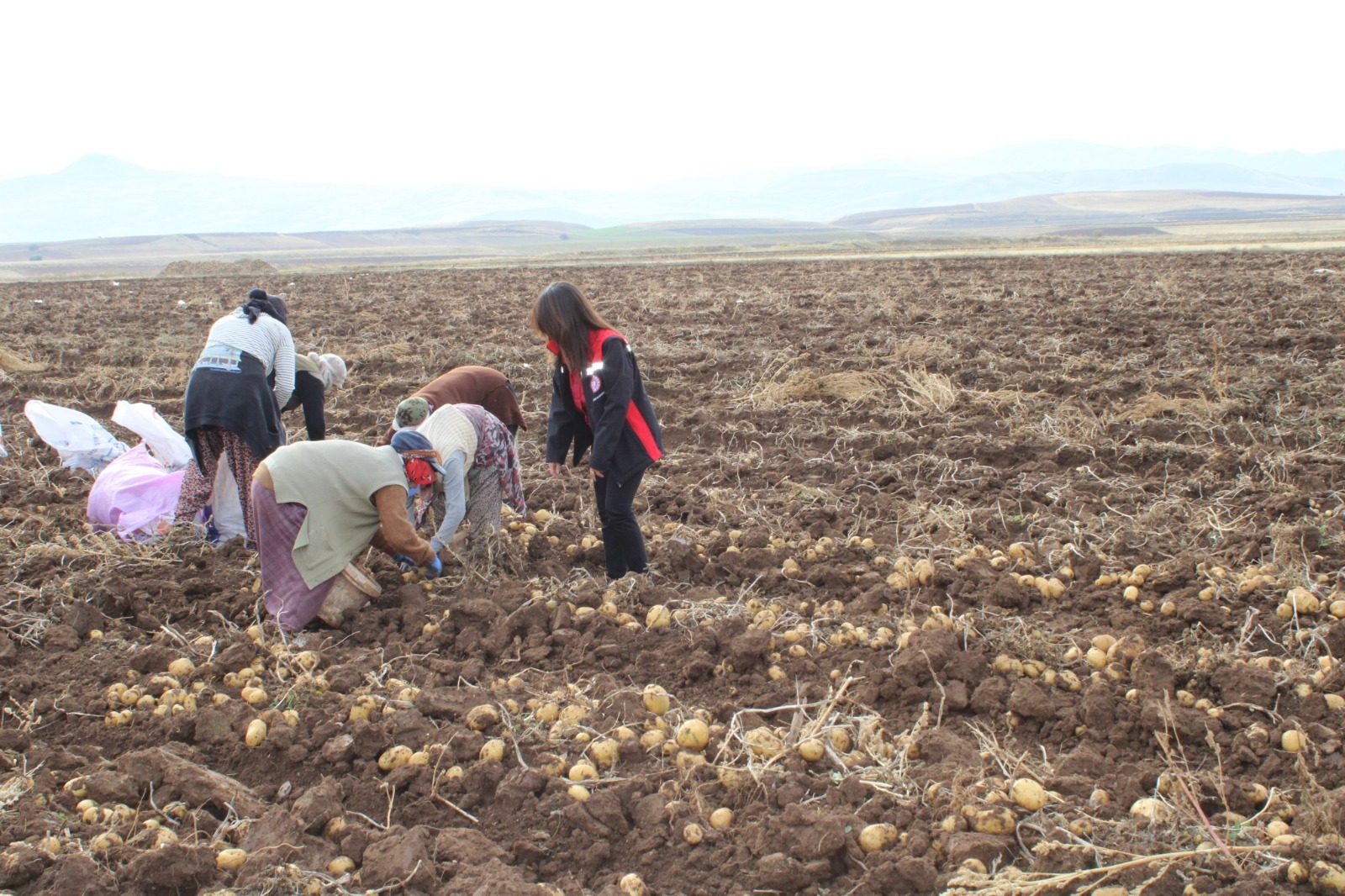 Tercan Patates Hasadı (6)