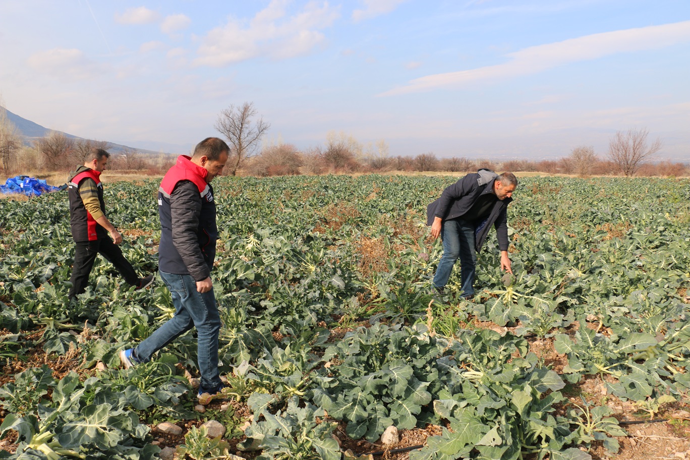 Erzincanda Kış Ortasında Sebze Hasadı (2)
