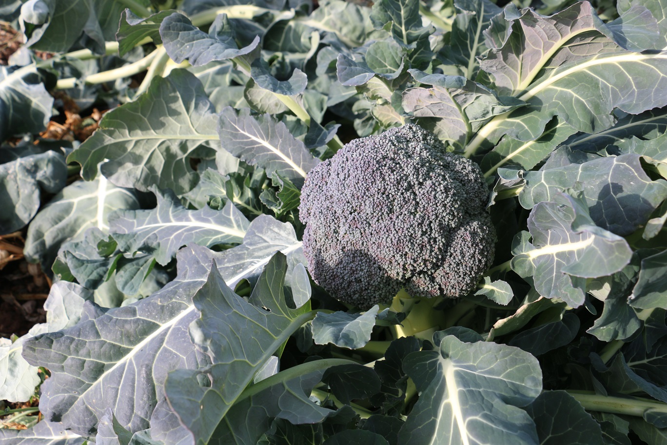 Erzincanda Kış Ortasında Sebze Hasadı (3)