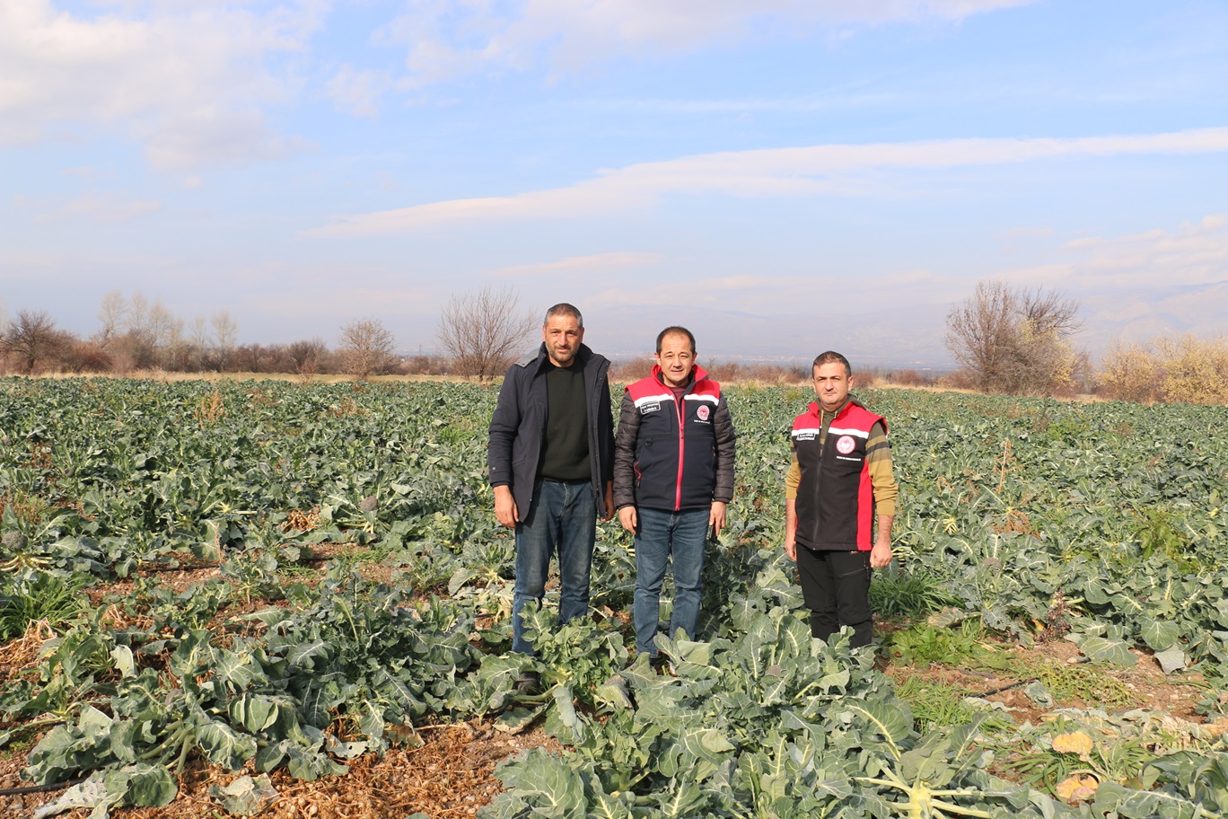 Erzincanda Kış Ortasında Sebze Hasadı (5)