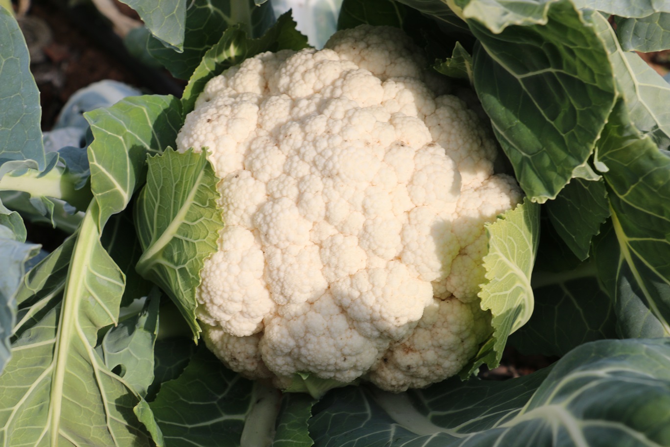 Erzincanda Kış Ortasında Sebze Hasadı (9)