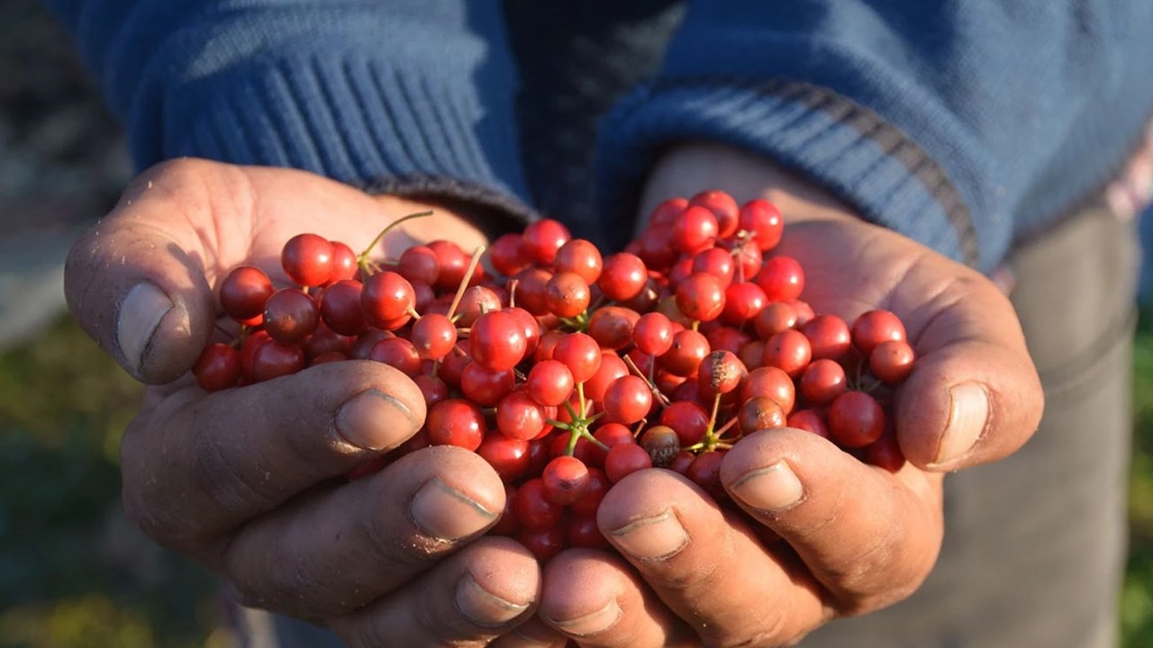 Kokina Bitkisi Silcan Ağacı 2