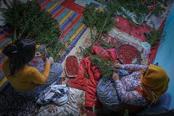 Kokina Bitkisi Silcan Ağacı 3