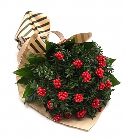 Kokina Bitkisi Silcan Ağacı 4