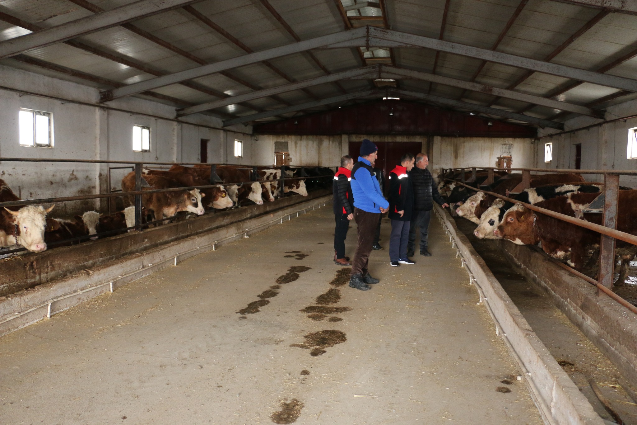 Süt Inekçiliği (2)