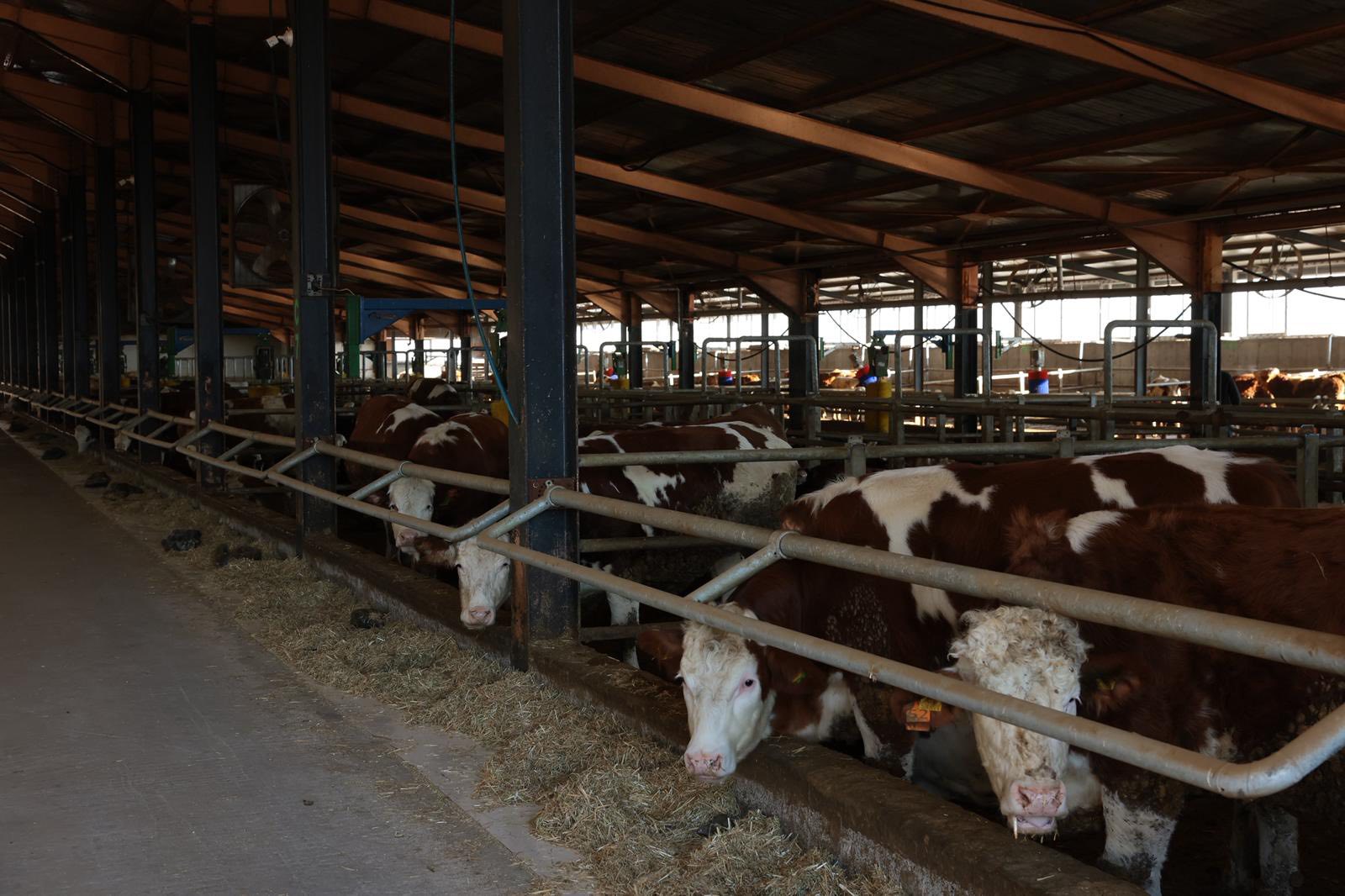 Vali Aydoğdu Ahır Ziyareti (5)