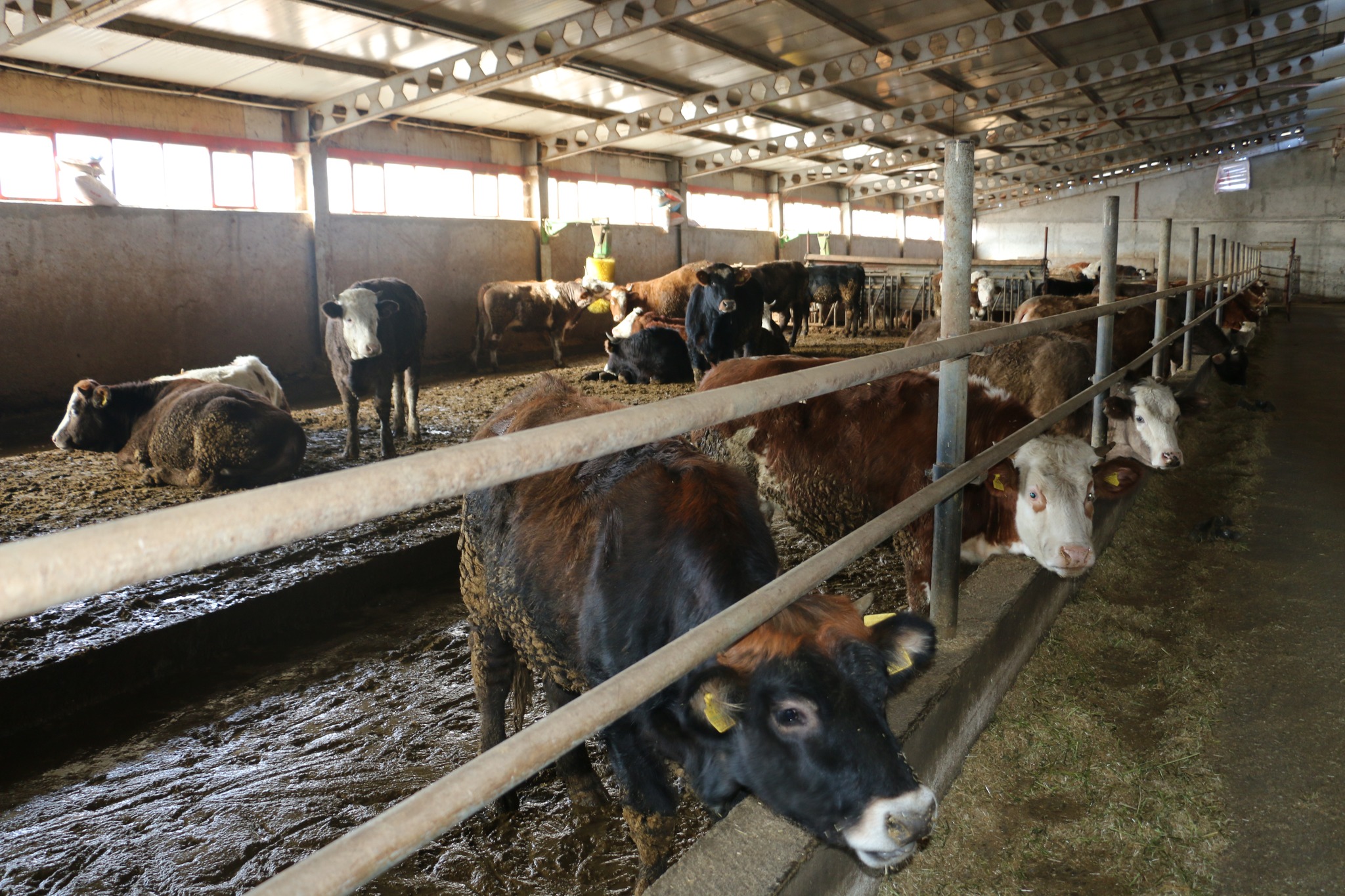 Erzincan’da Modern Hayvancılık Modeli Yerinde İncelendi-1