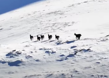 Erzincanın Zirvesinde Şamualar