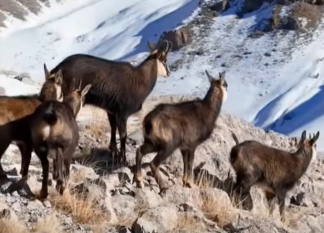Erzincanın Zirvesinde Şamualar1