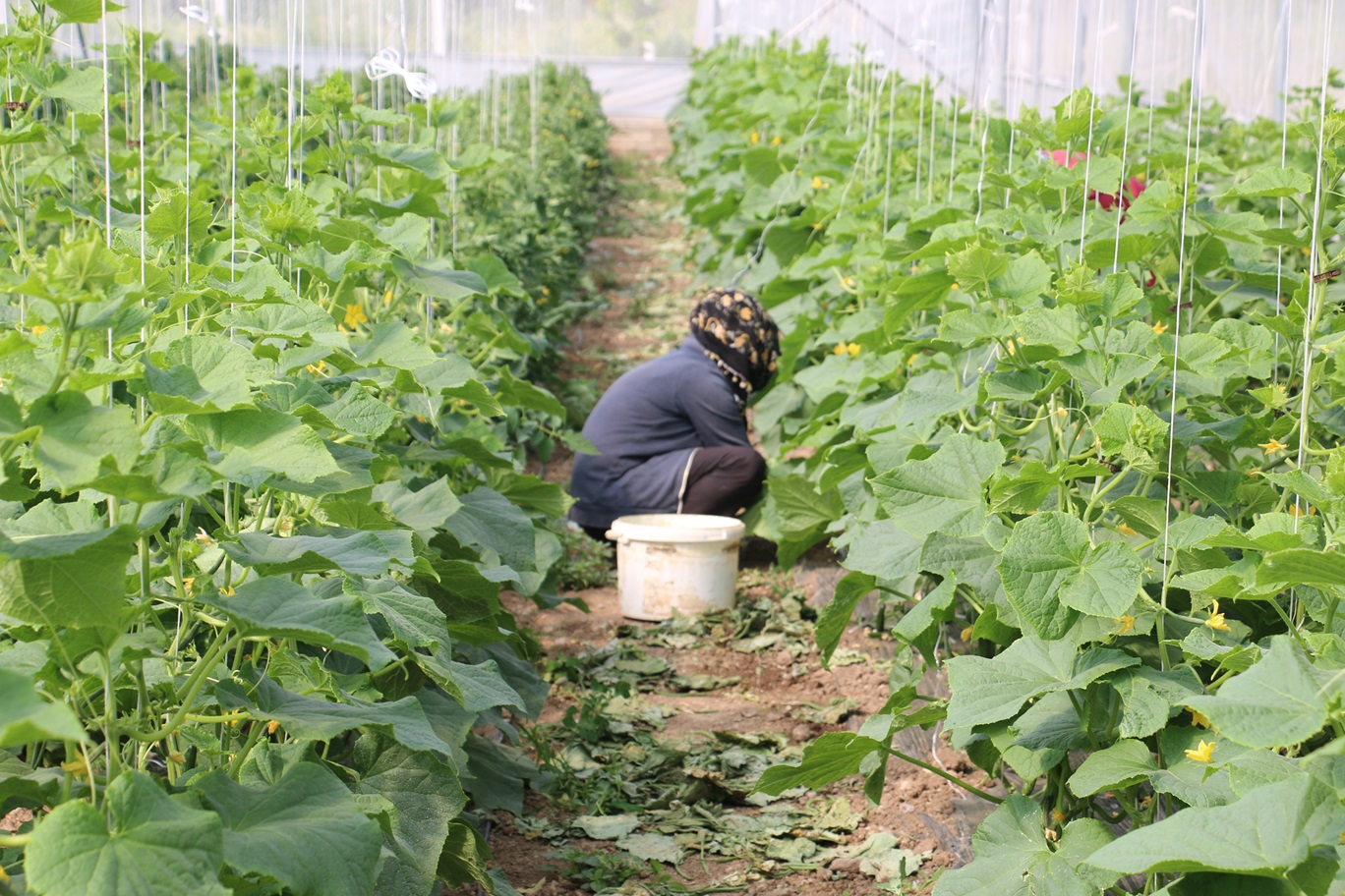 Kadınlara Hibeli Sera Yapımı (2)