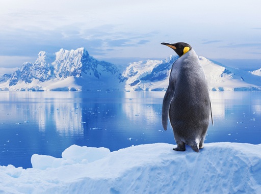 Penguen Antartika