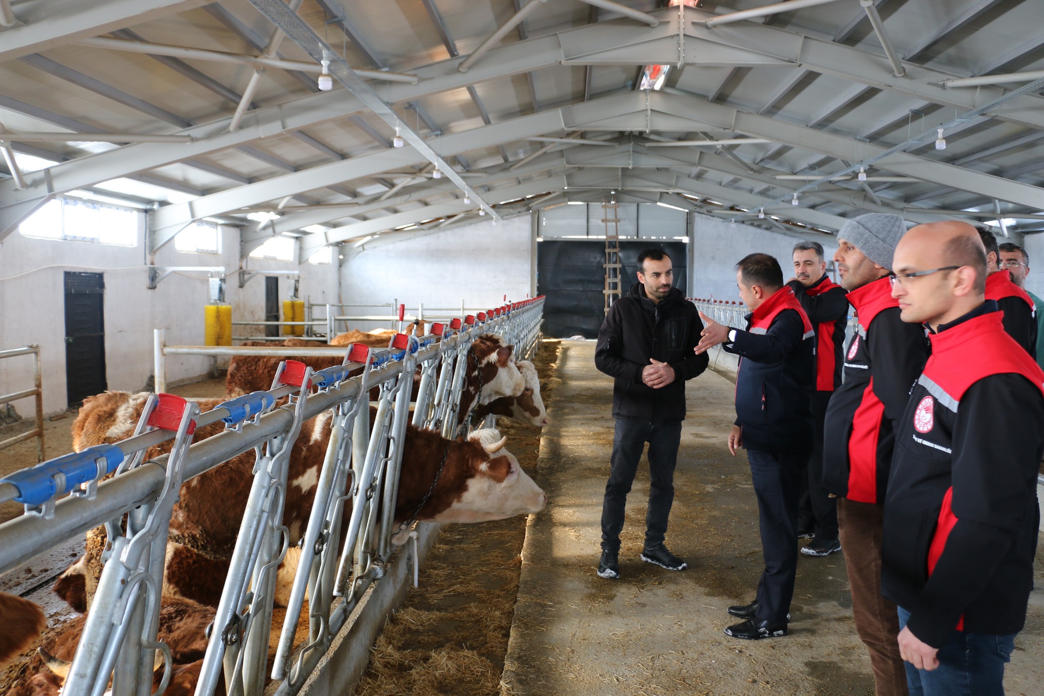 Üzümlü Hayvancılık Yatırımları (7)