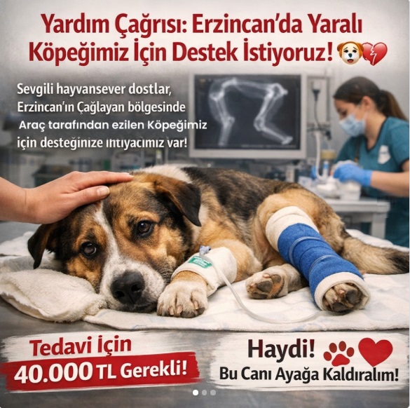 Yaralı Köpek Yardım Kampanyası