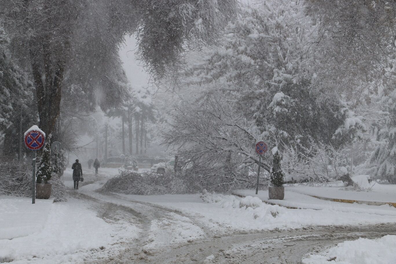Erzincanda Ağaçlar Yıkılıyor (1)