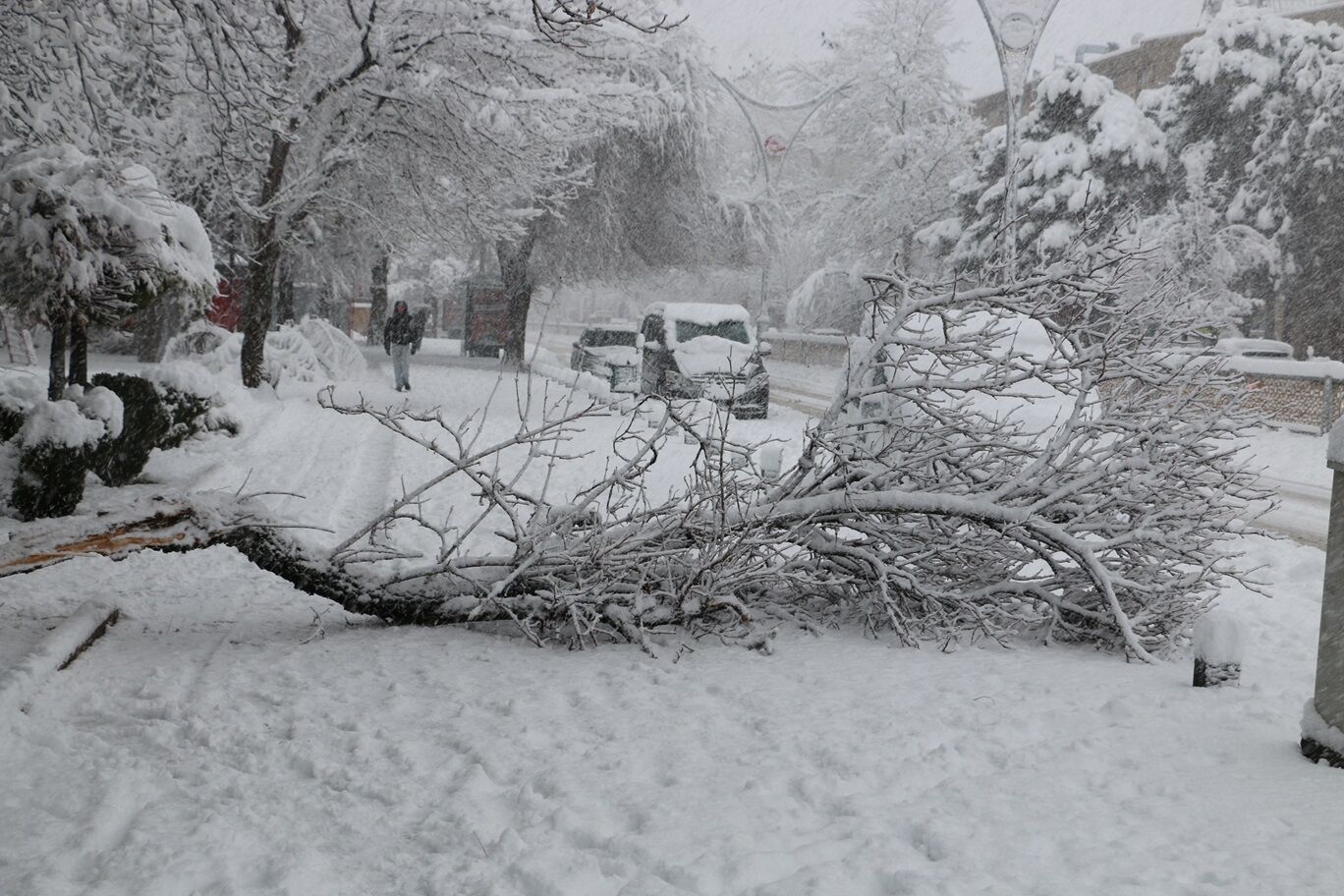 Erzincanda Ağaçlar Yıkılıyor (2)