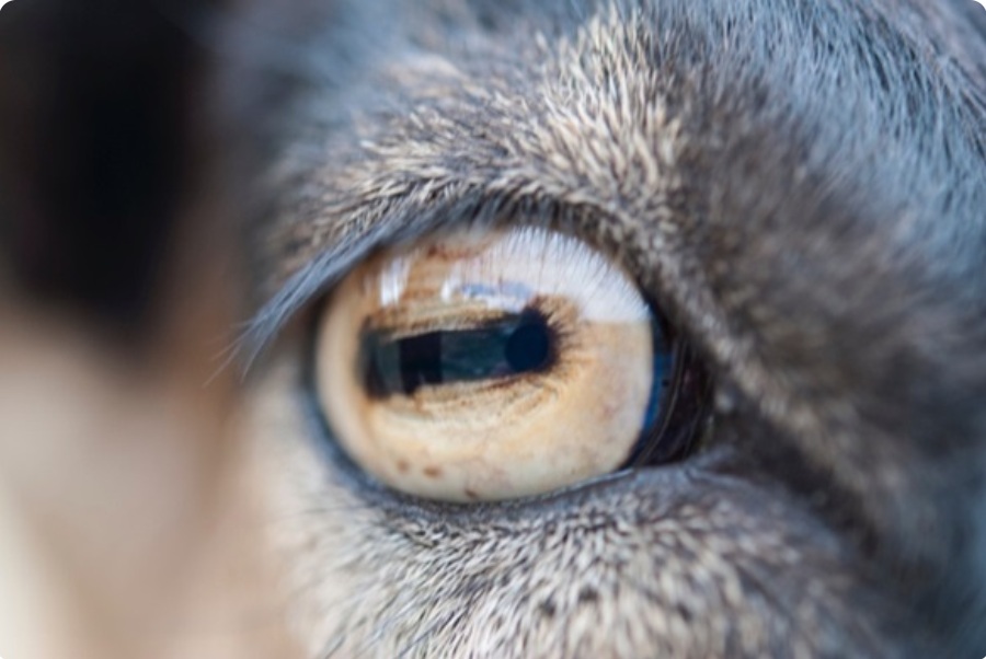 Keçiler Dikdörtgen