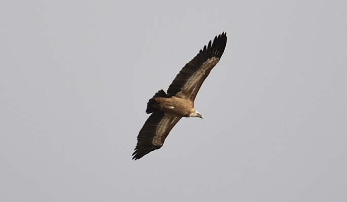 Kemaliye Yaban Hayatı (2)