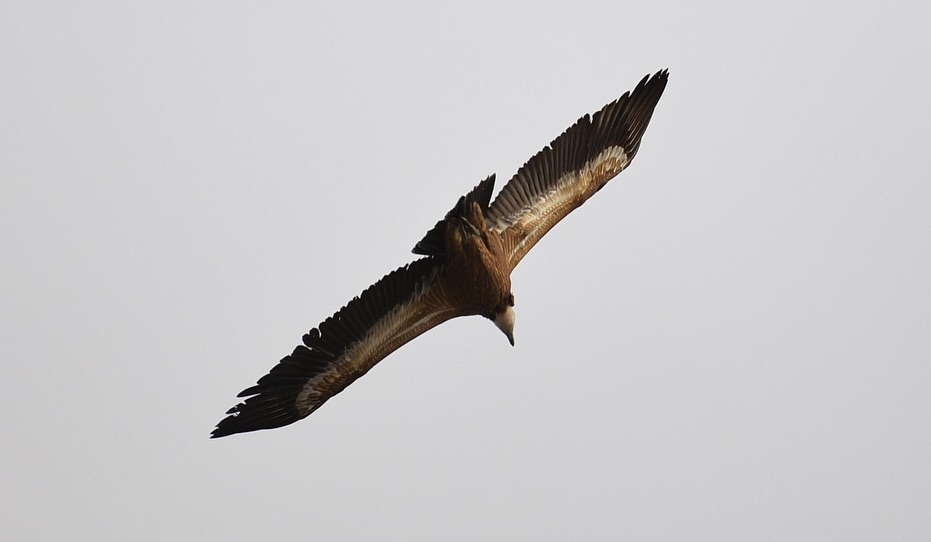 Kemaliye Yaban Hayatı (3)