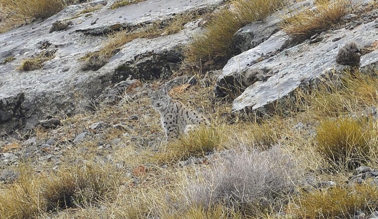 Kemaliye Yaban Hayatı (4)