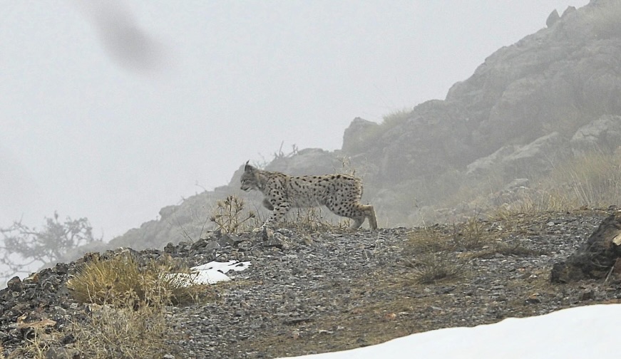 Kemaliye Yaban Hayatı (5)