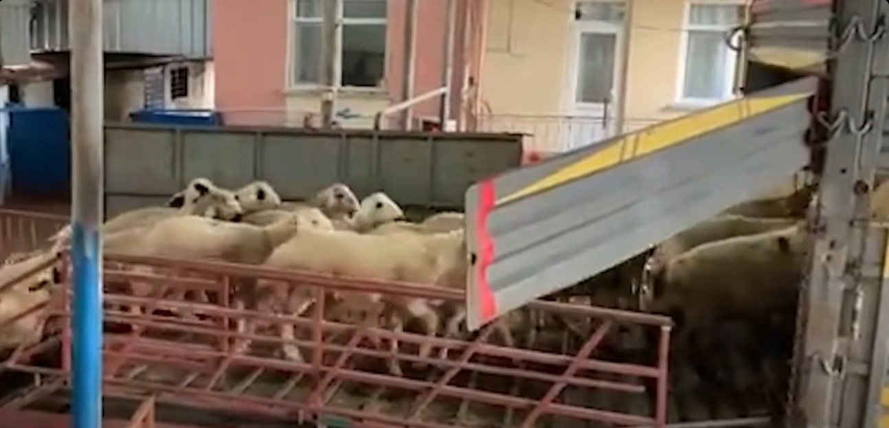 Tunceli Hayvan Dolandırıcılığı