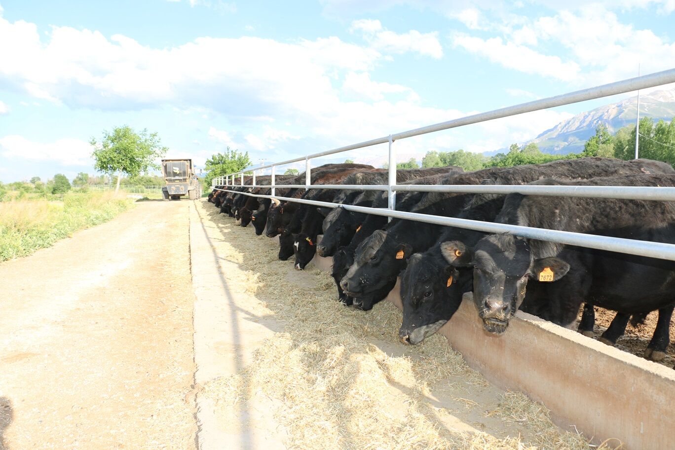 Yem Bitkilerinde Destek Rekoru (2)