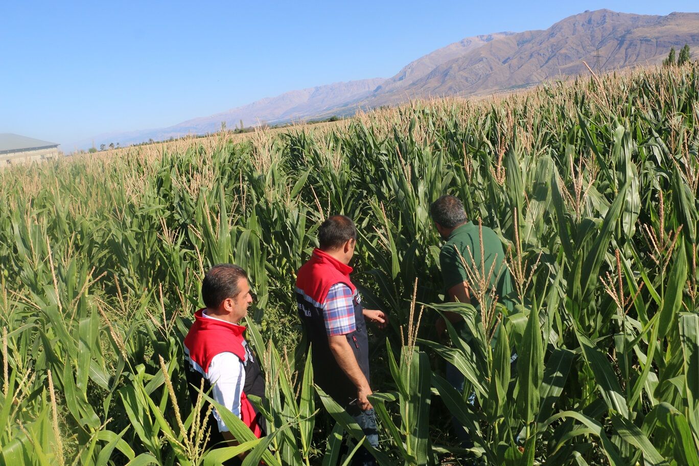 Yem Bitkilerinde Destek Rekoru (3)