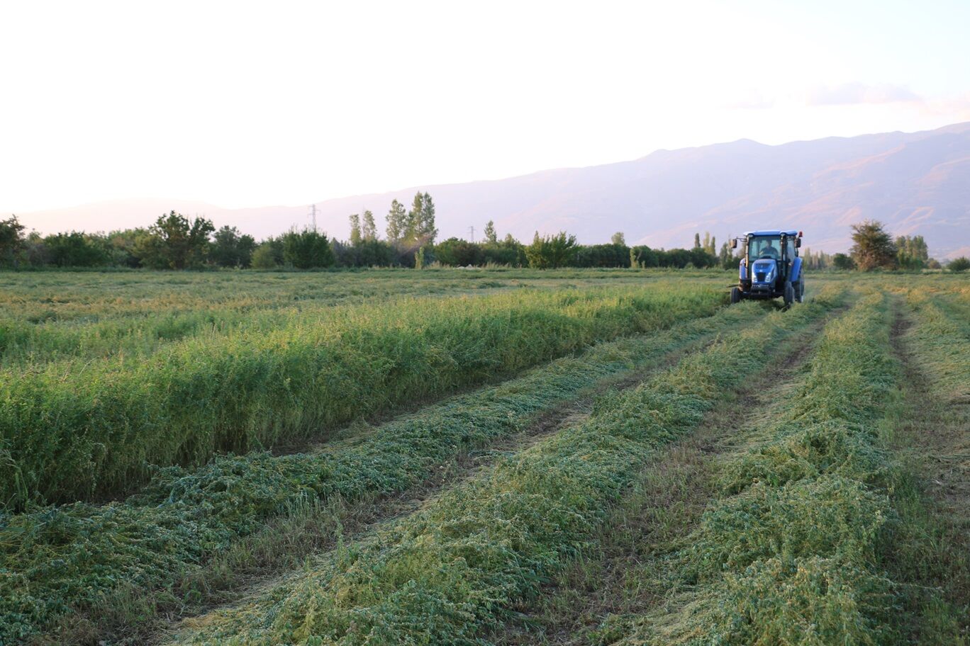 Yem Bitkilerinde Destek Rekoru (4)
