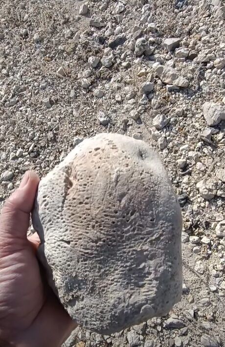 Kemaliyede Fosiller Bulundu (1)