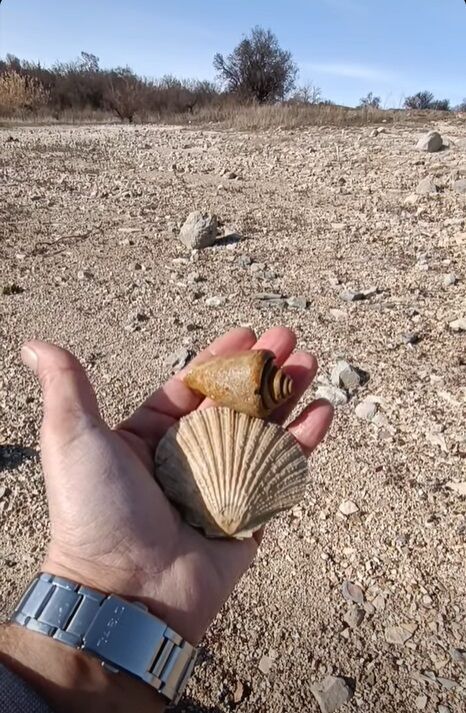 Kemaliyede Fosiller Bulundu (2)