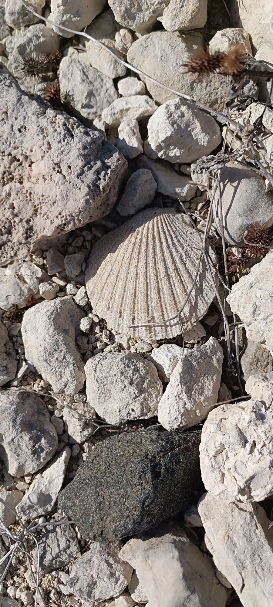 Kemaliyede Fosiller Bulundu (3)