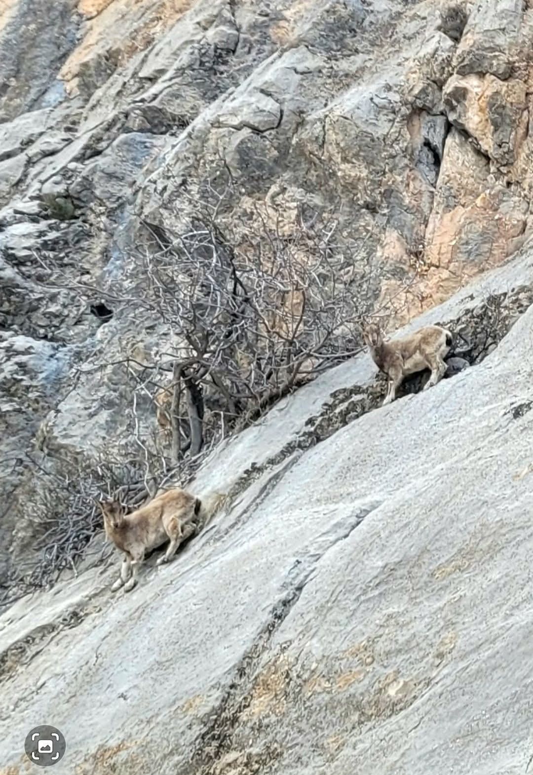 Kemaliye’nin Gizemli Misafirleri Dağ Keçileri Tünel Girişinde Görüntülendi 1