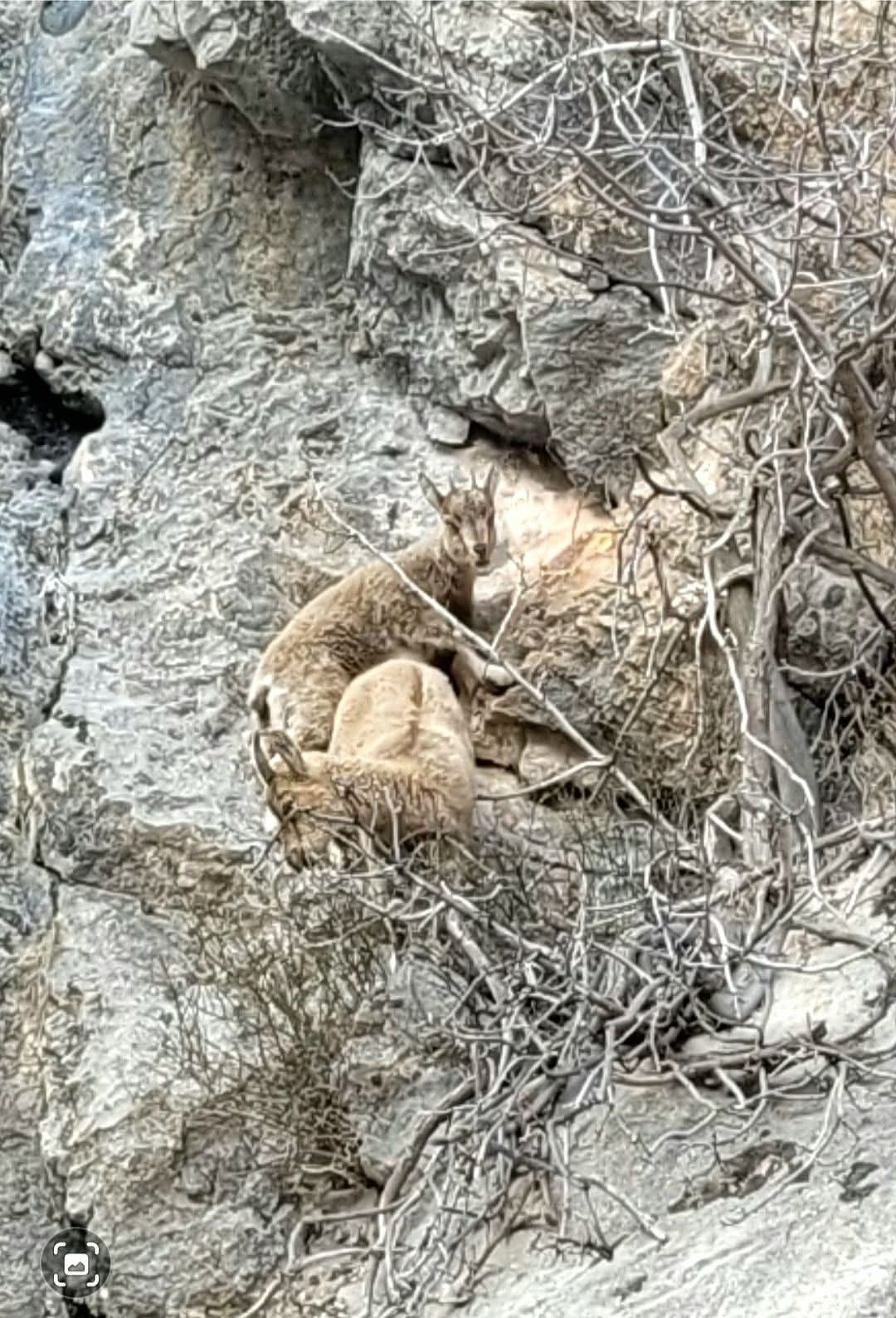 Kemaliye’nin Gizemli Misafirleri Dağ Keçileri Tünel Girişinde Görüntülendi 3