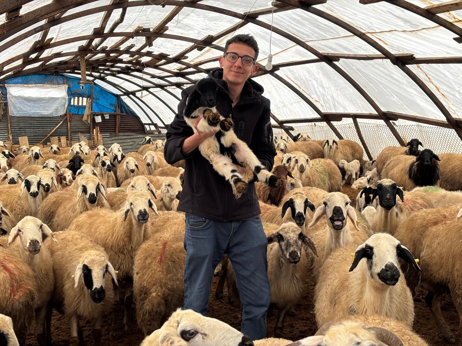 Koyun Projesi Başlıyor (1)