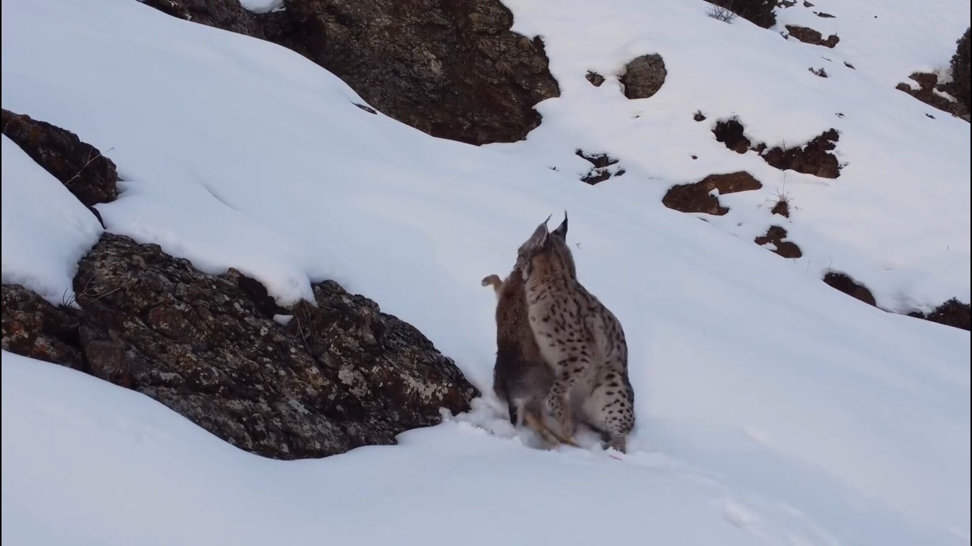 Nesli Tehlikede Olan Vaşak Erzincan’da Avlanırken Görüntülendi (1)