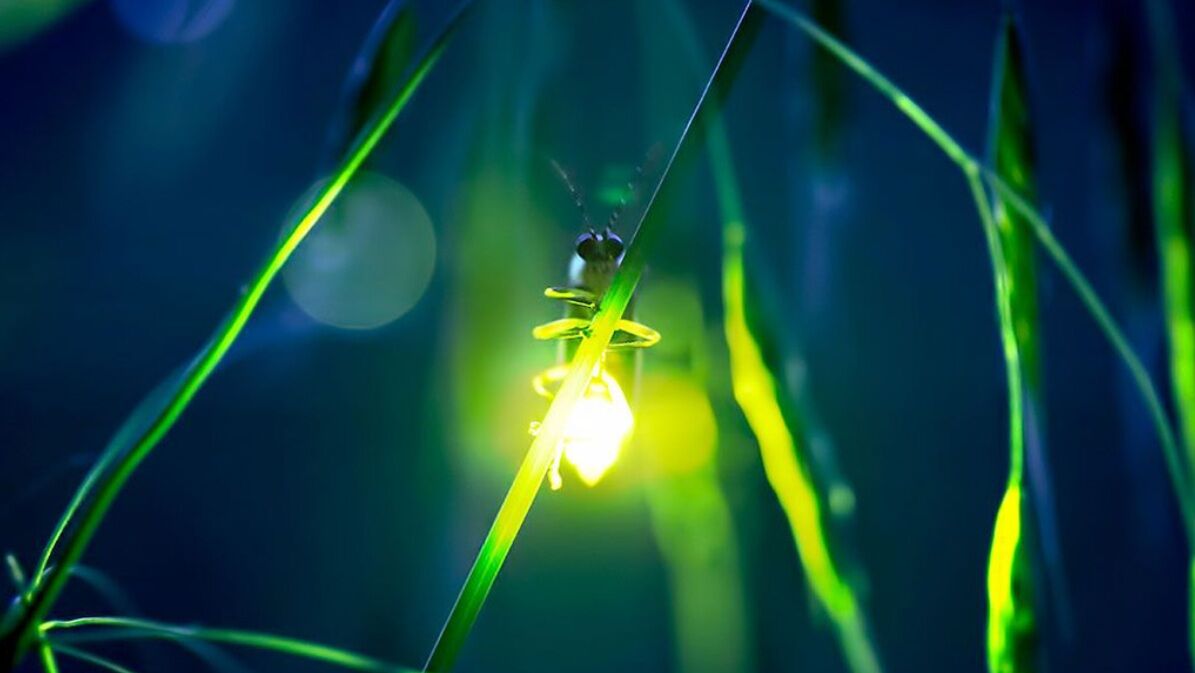 Ateş Böceklerinden 2