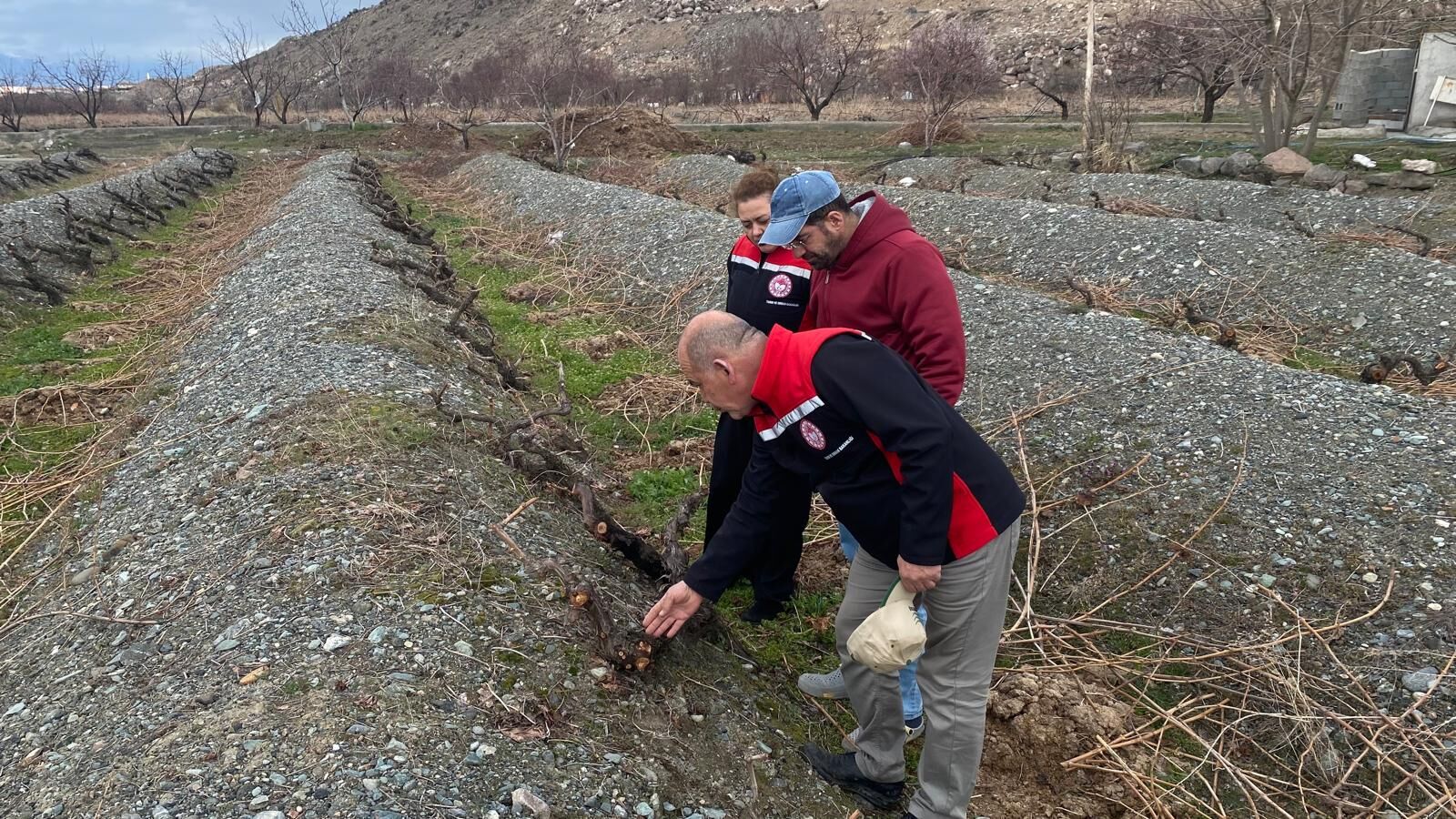 Bağlarda Budama (1)