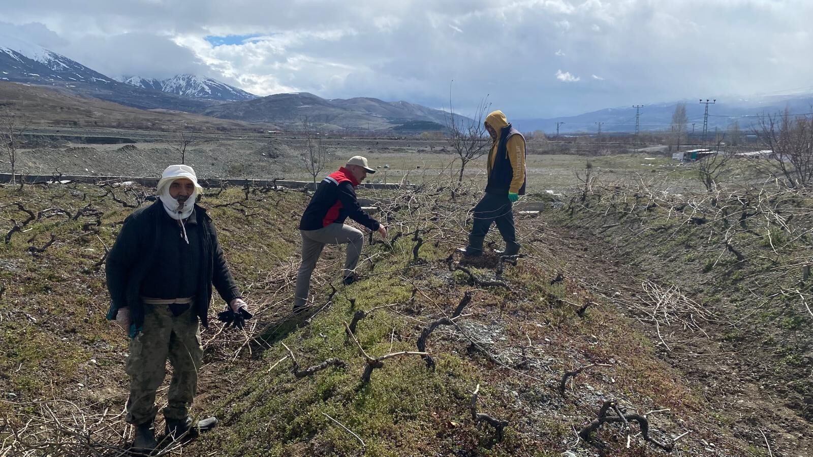 Bağlarda Budama (3)