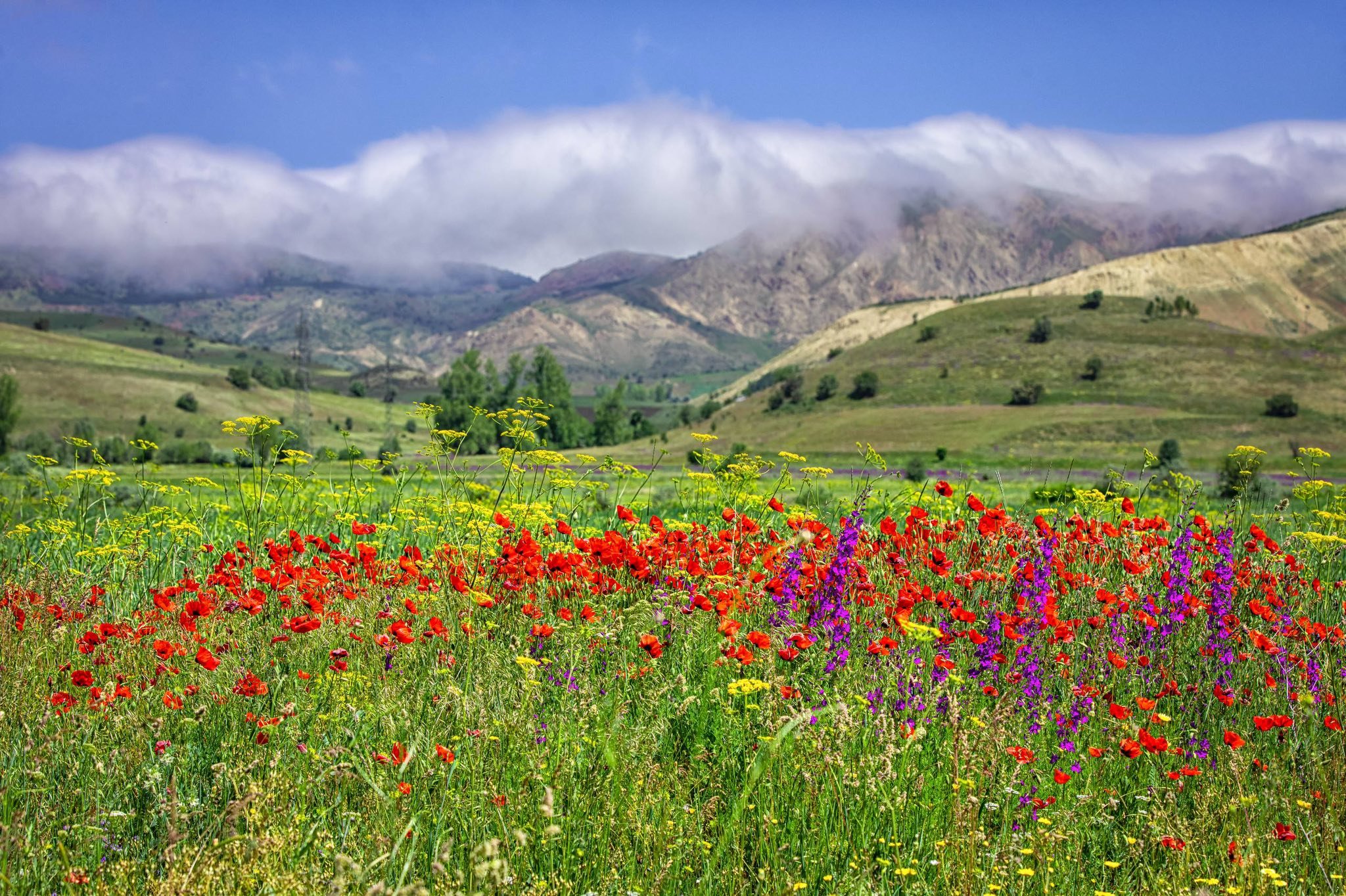 Erzincan’da Bahar Patladı Doğa Adeta Yeniden Doğuyor (1)