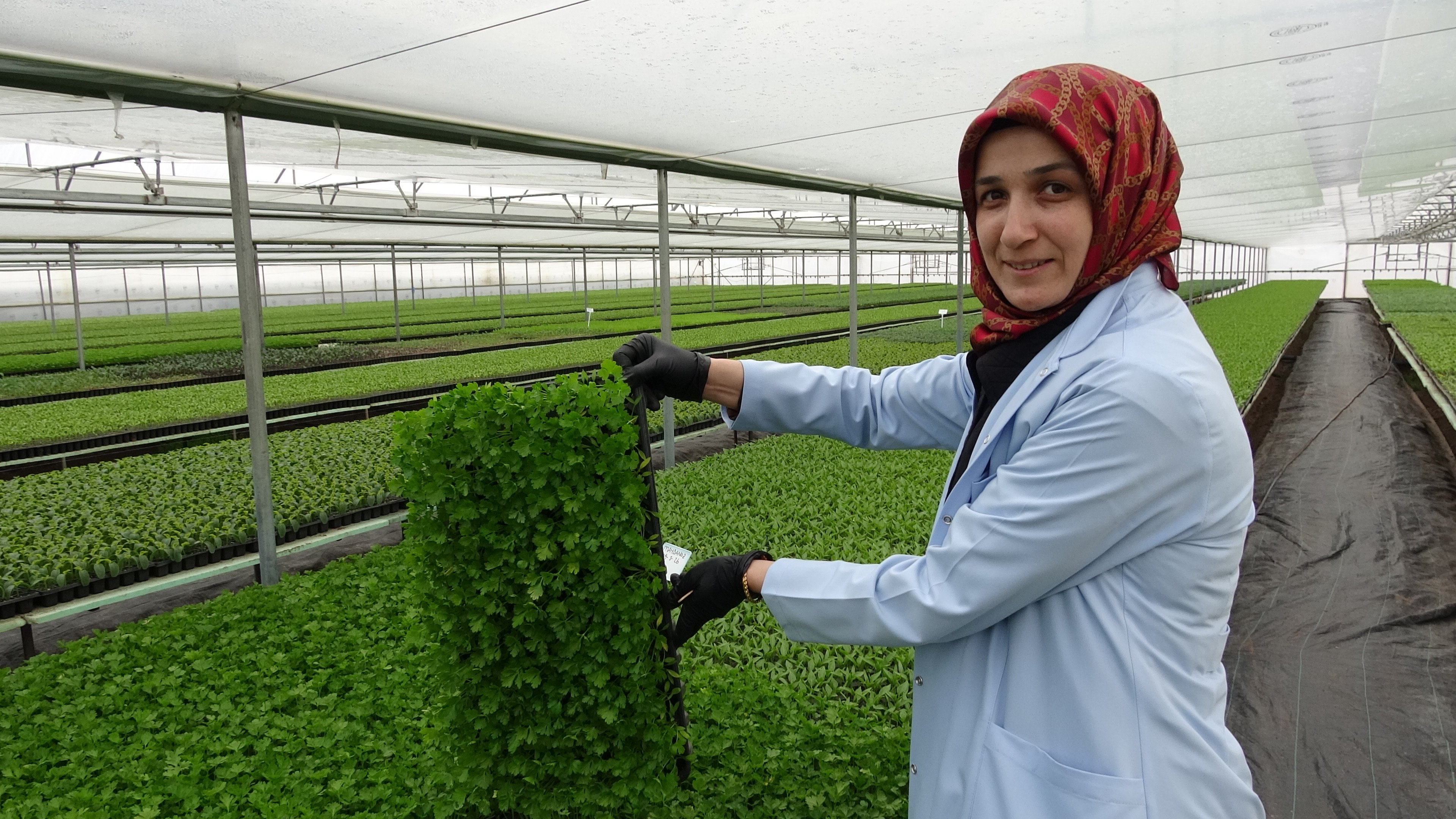 Erzincan'da Doğu Anadolu’nun Fide Devinde Kadın Eli