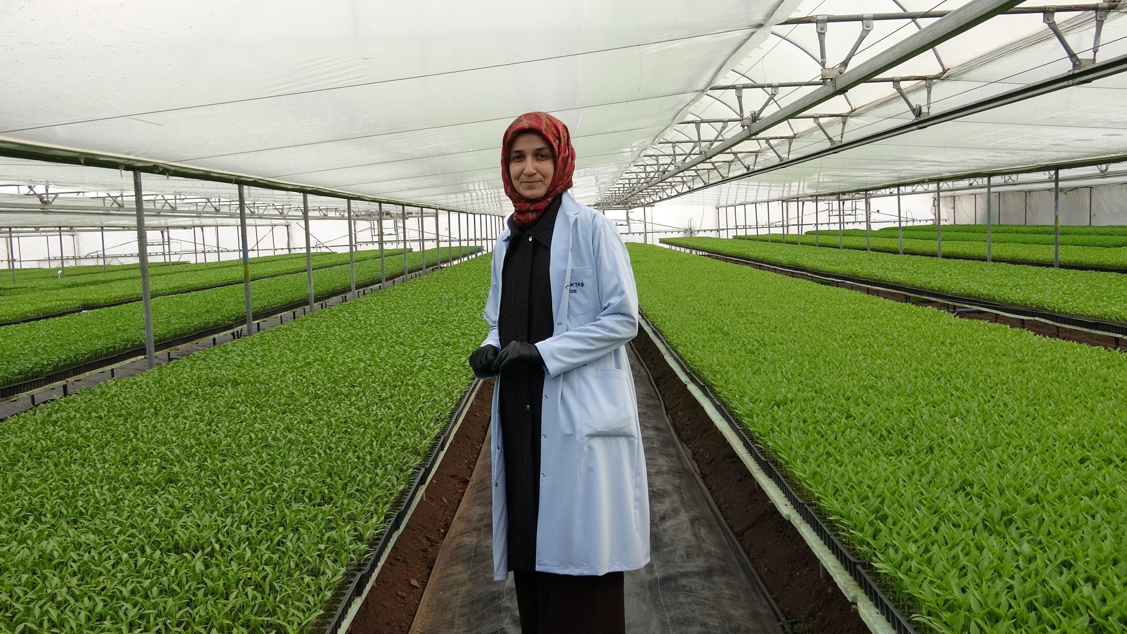 Erzincan'da Doğu Anadolu’nun Fide Devinde Kadın Eli1