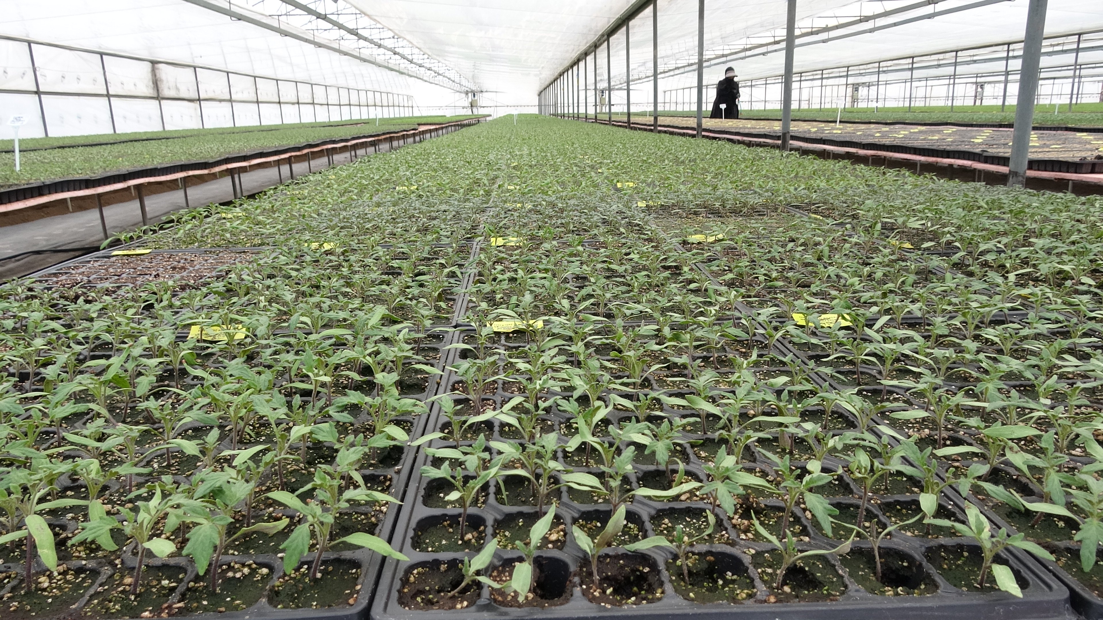 Erzincan'da Doğu Anadolu’nun Fide Devinde Kadın Eli3