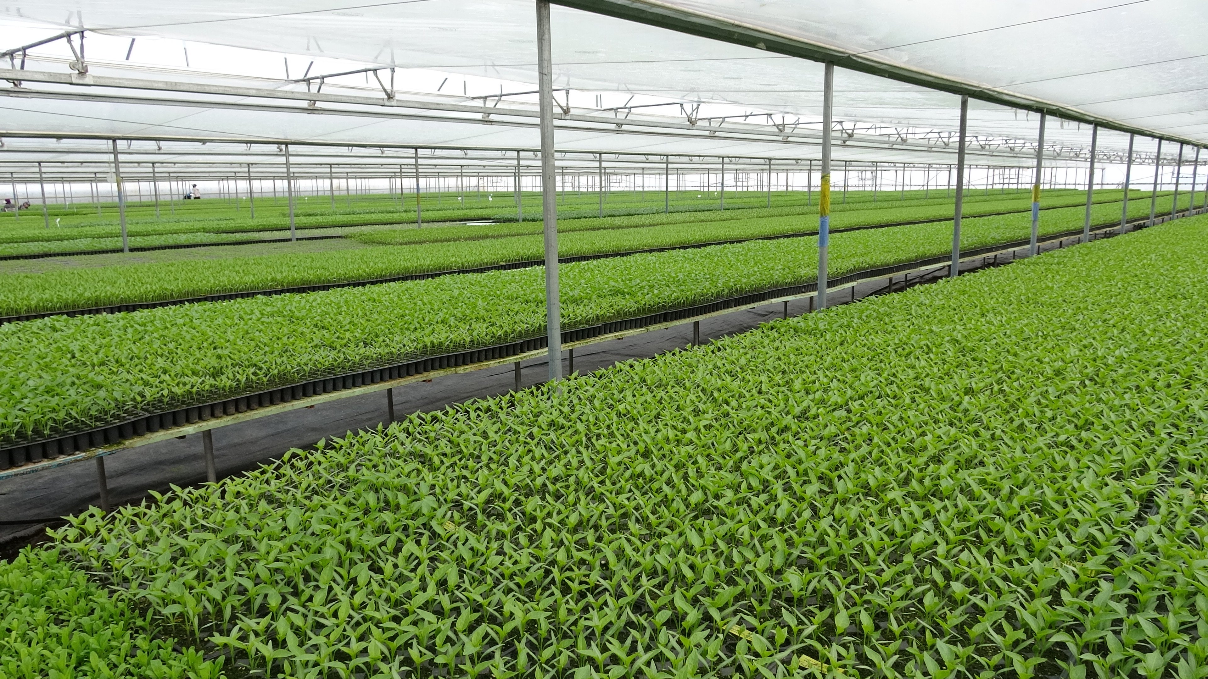 Erzincan'da Doğu Anadolu’nun Fide Devinde Kadın Eli5