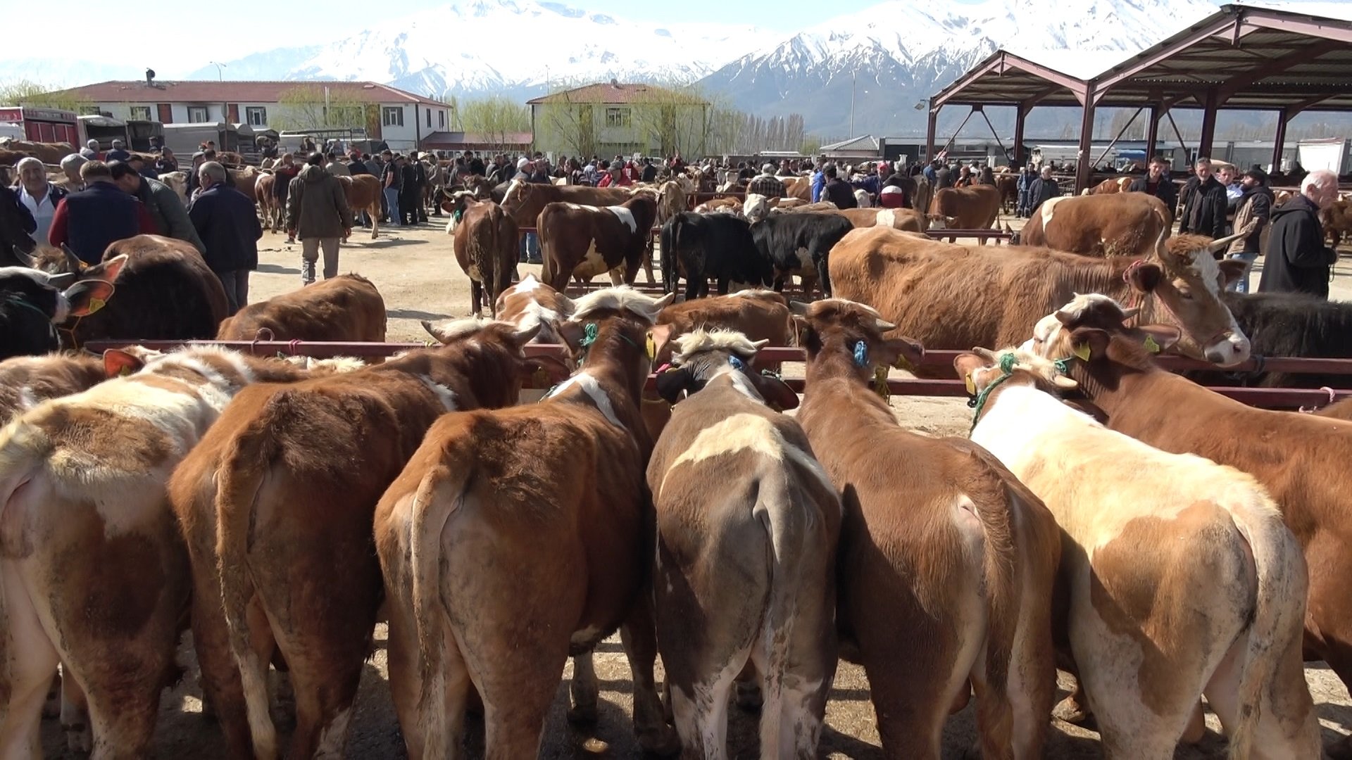 Erzincan’da Kurbanlıklar Görücüye Çıktı. İşte Pazar Fiyatları 111