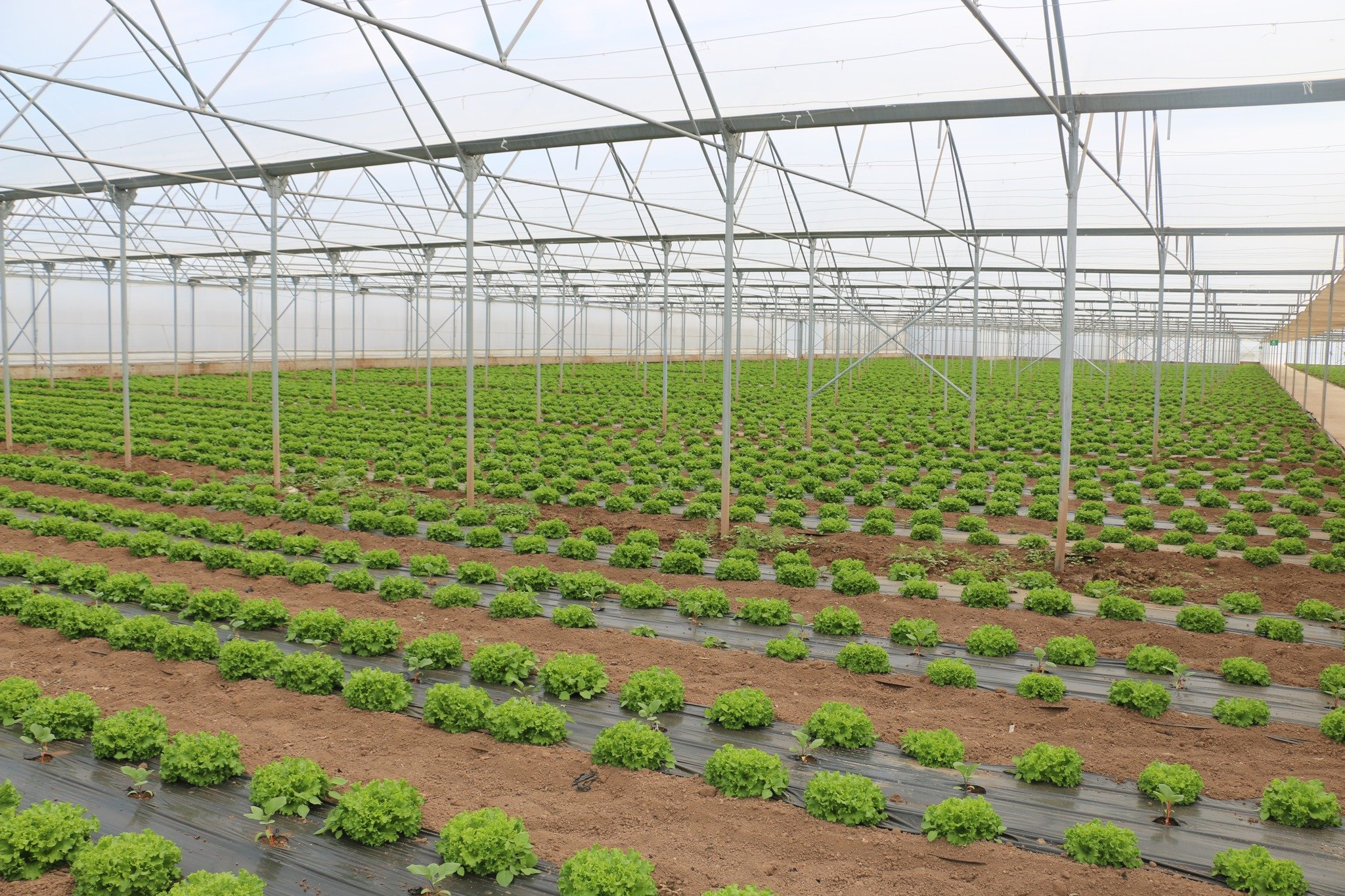 Erzincanda Örnek Üretim (3)