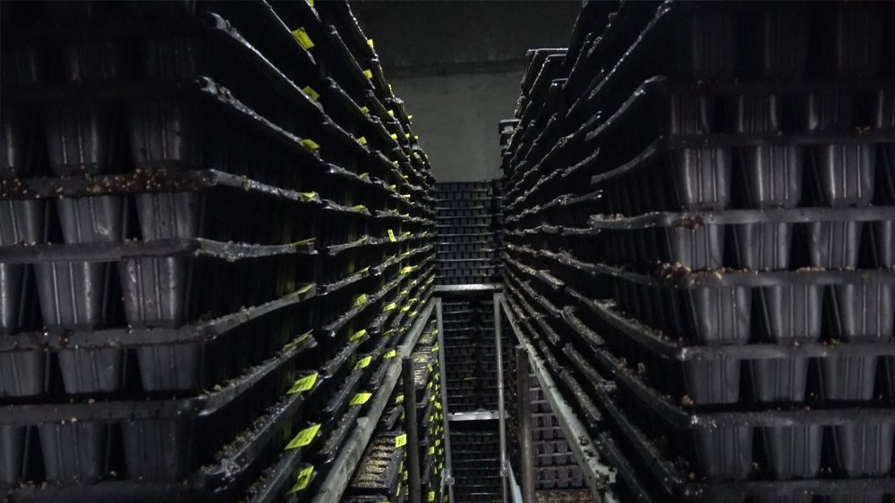 Erzincan’da Son Teknolojik Makineyle Fide Üretimi Yapılıyor2