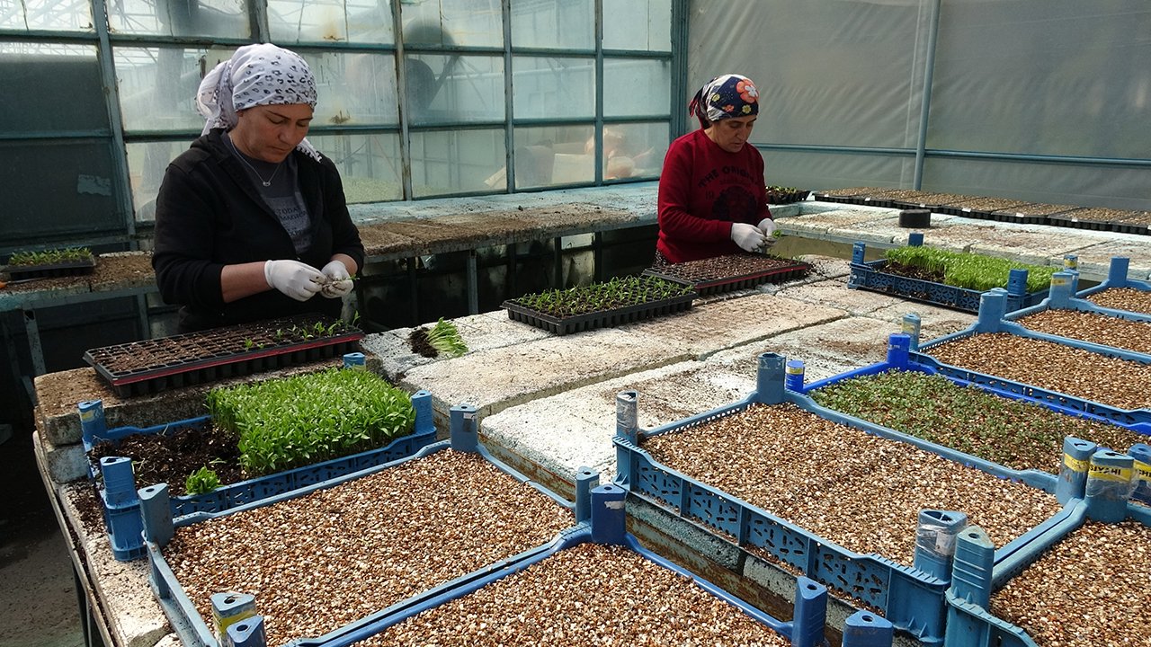 Erzincan’ın Ilk Serasından Çevre Illere Fide Üretimi 2-1