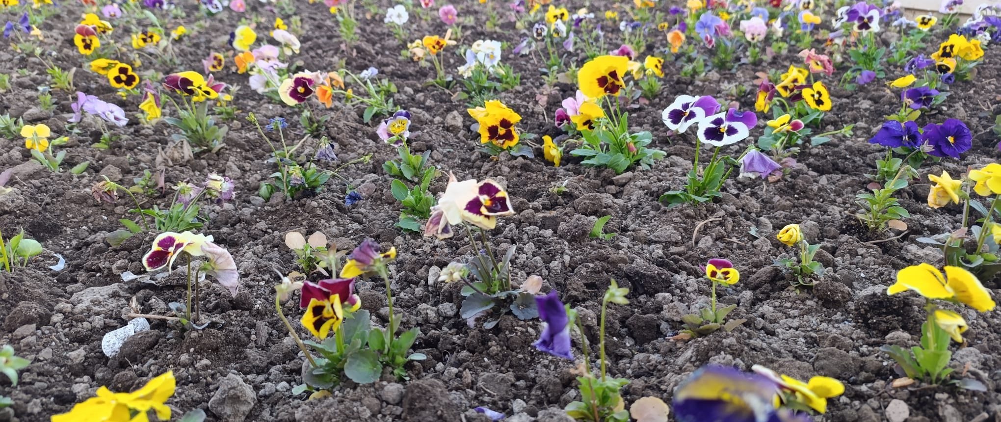 Erzincan’ın Kalbi Renk Cümbüşüne Bürünüyor