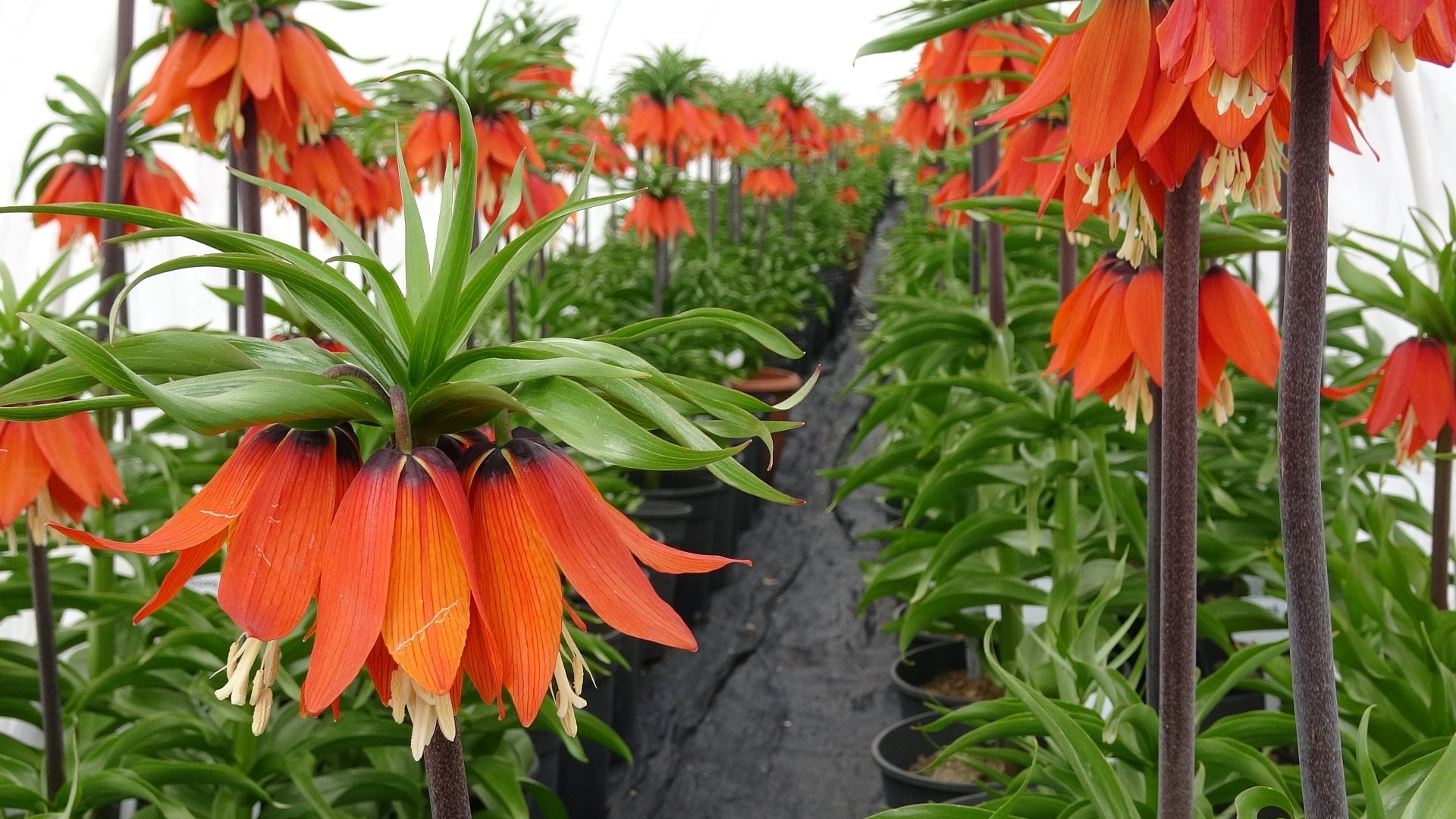 Koparmanın Bedeli 700 Bin Tl Erzincan’da Özel Bitkiye Özel İlgi2